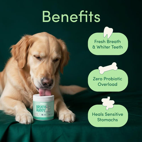 Bad Breath & Teeth Care Powder